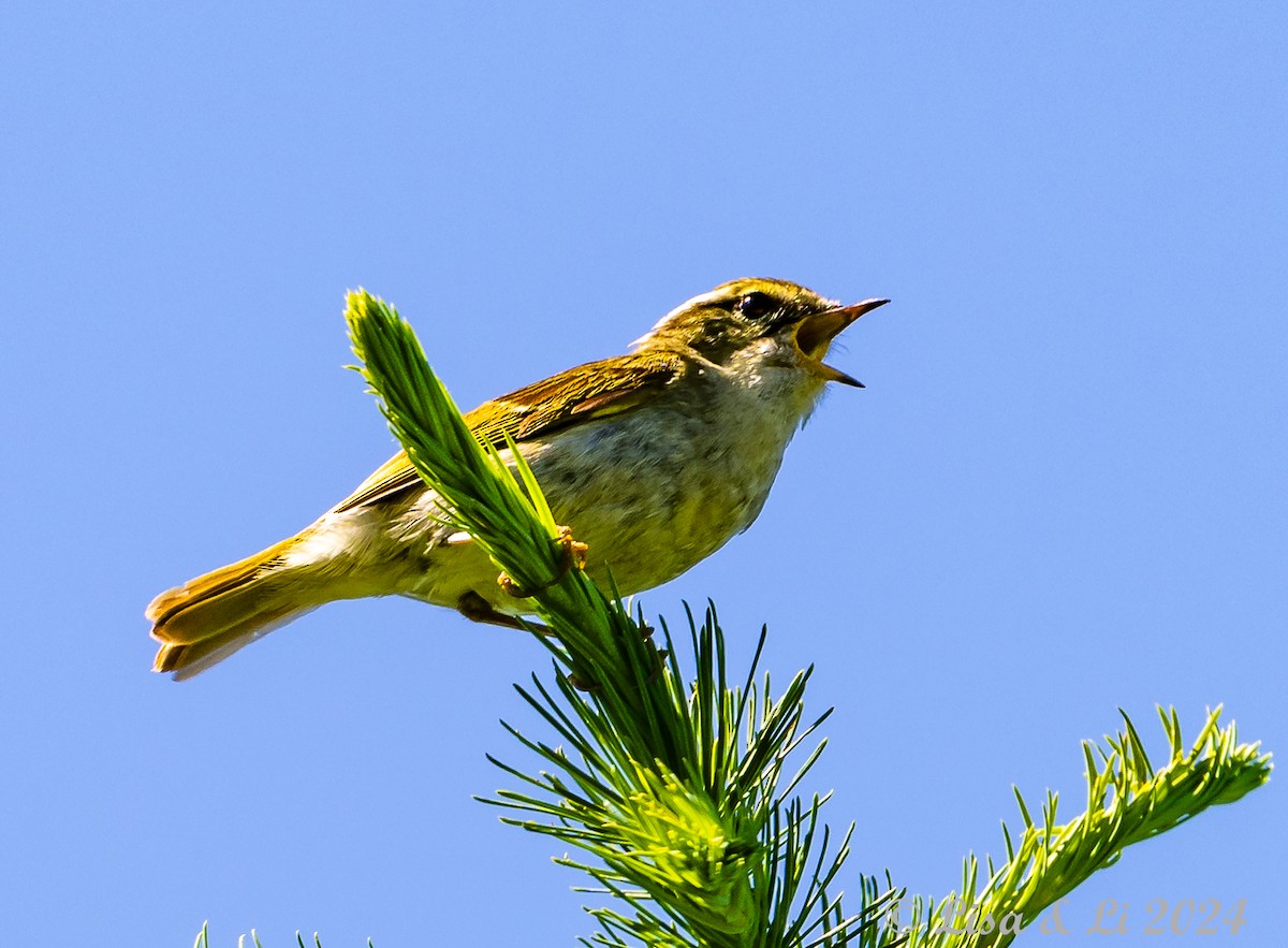 Chinese Leaf Warbler - ML622065327