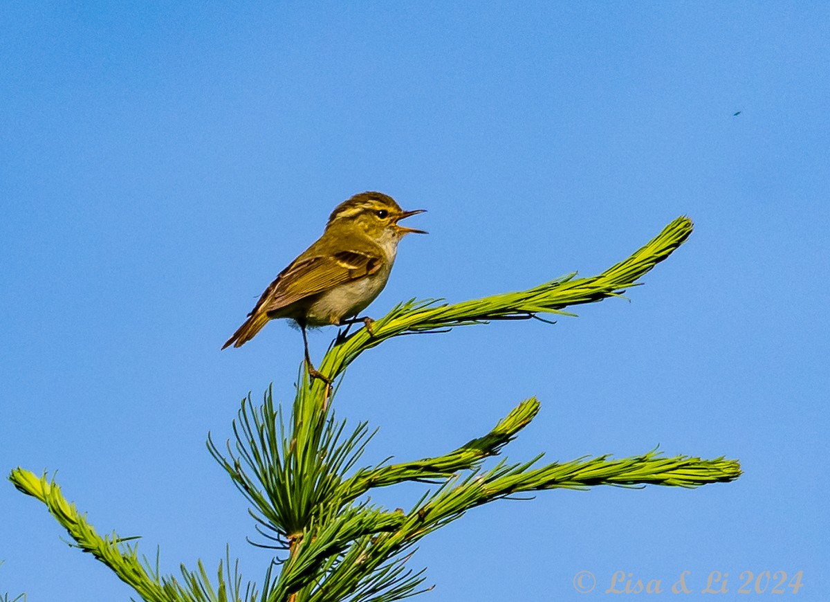 Chinese Leaf Warbler - ML622065380