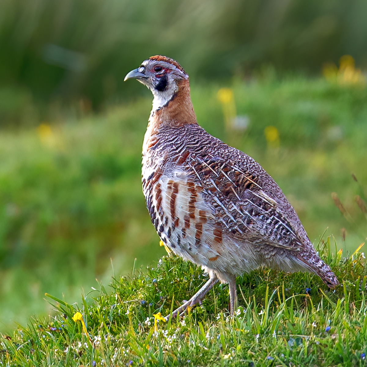 Tibetan Partridge - Parmil Kumar