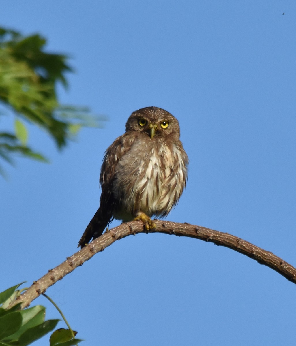 Ferruginous Pygmy-Owl - ML622065422