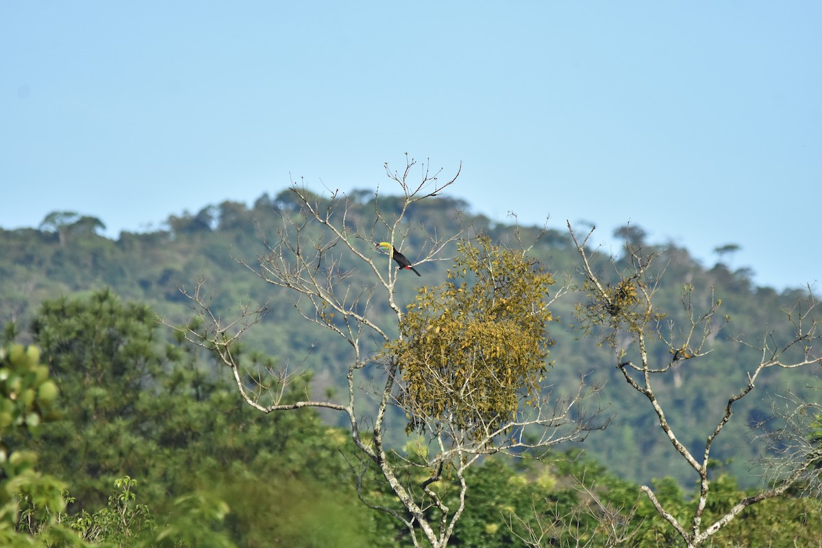 Keel-billed Toucan - ML622065436