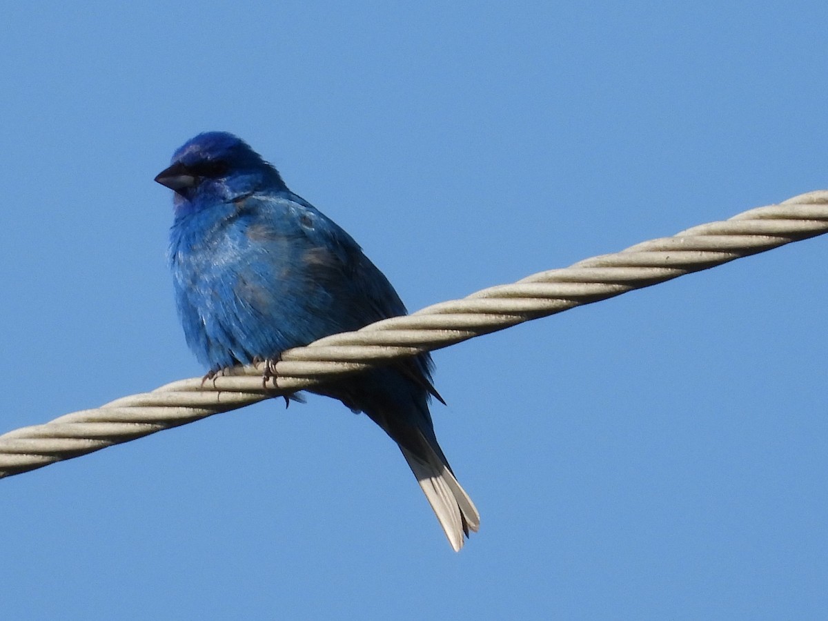 Indigo Bunting - ML622065441