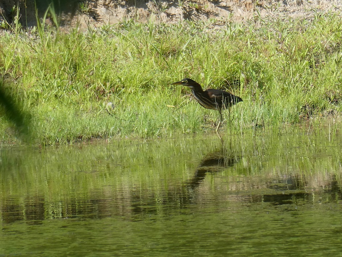 Green Heron - ML622065448