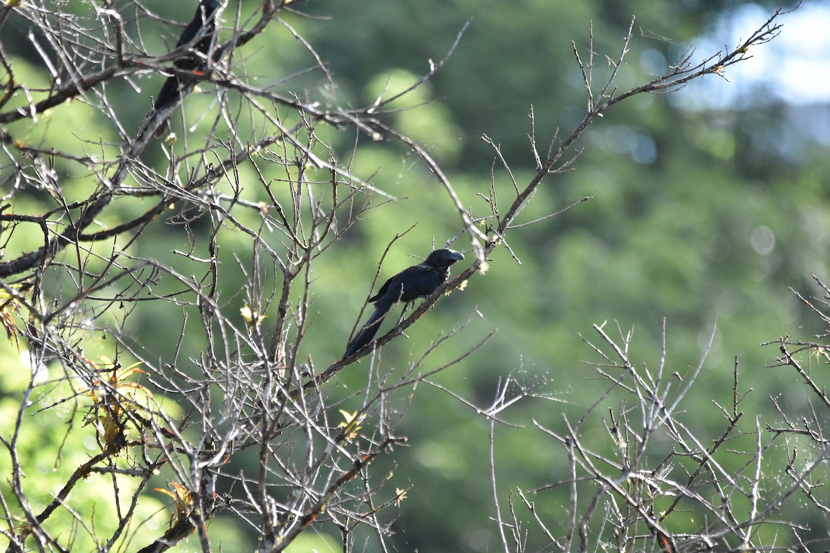 Groove-billed Ani - ML622065454