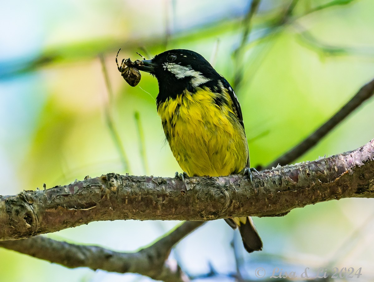 Yellow-bellied Tit - ML622065456