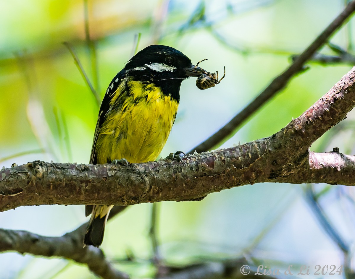 Yellow-bellied Tit - ML622065457