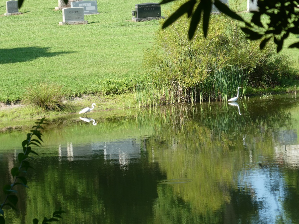 Great Egret - ML622065462