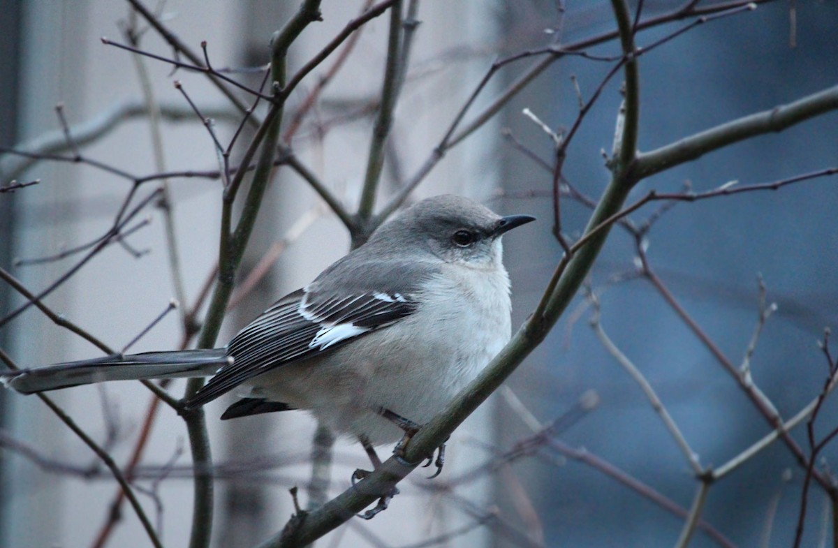 Northern Mockingbird - Jackson Ceedub