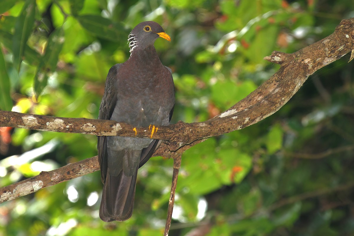 Comoro Pigeon - ML622065471