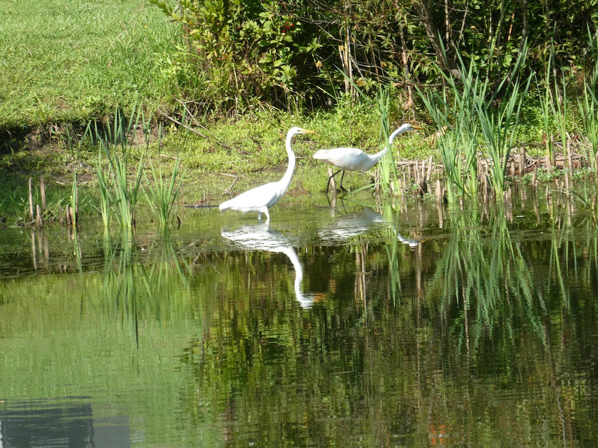 Great Egret - ML622065476