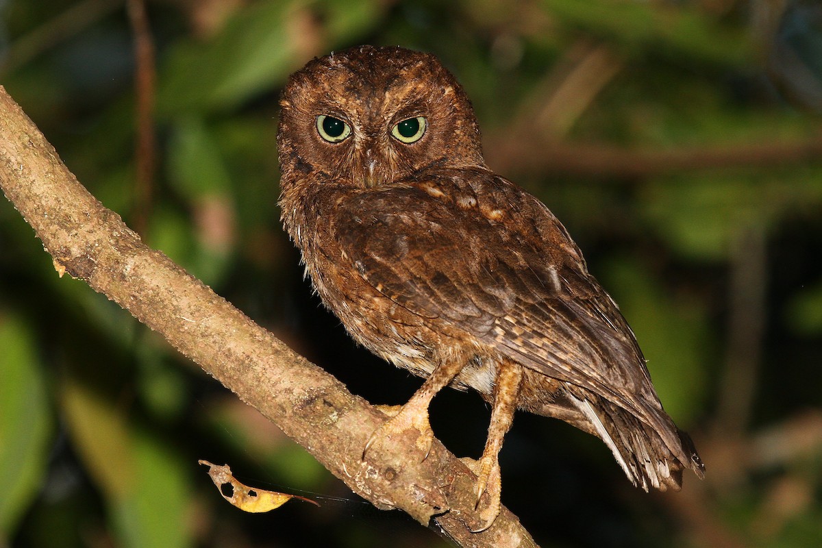 Mayotte Scops-Owl - ML622065482