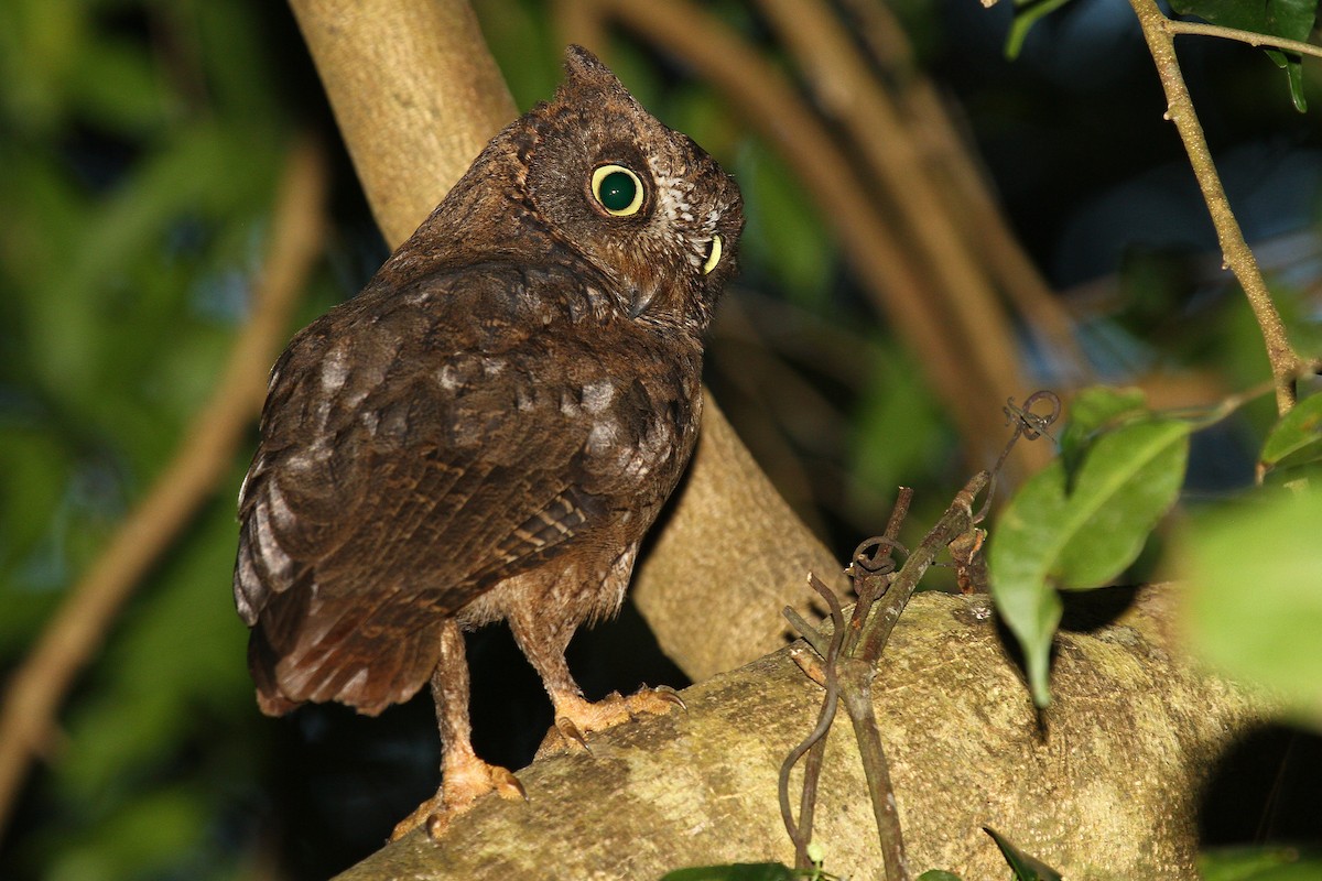 Mayotte Scops-Owl - ML622065483