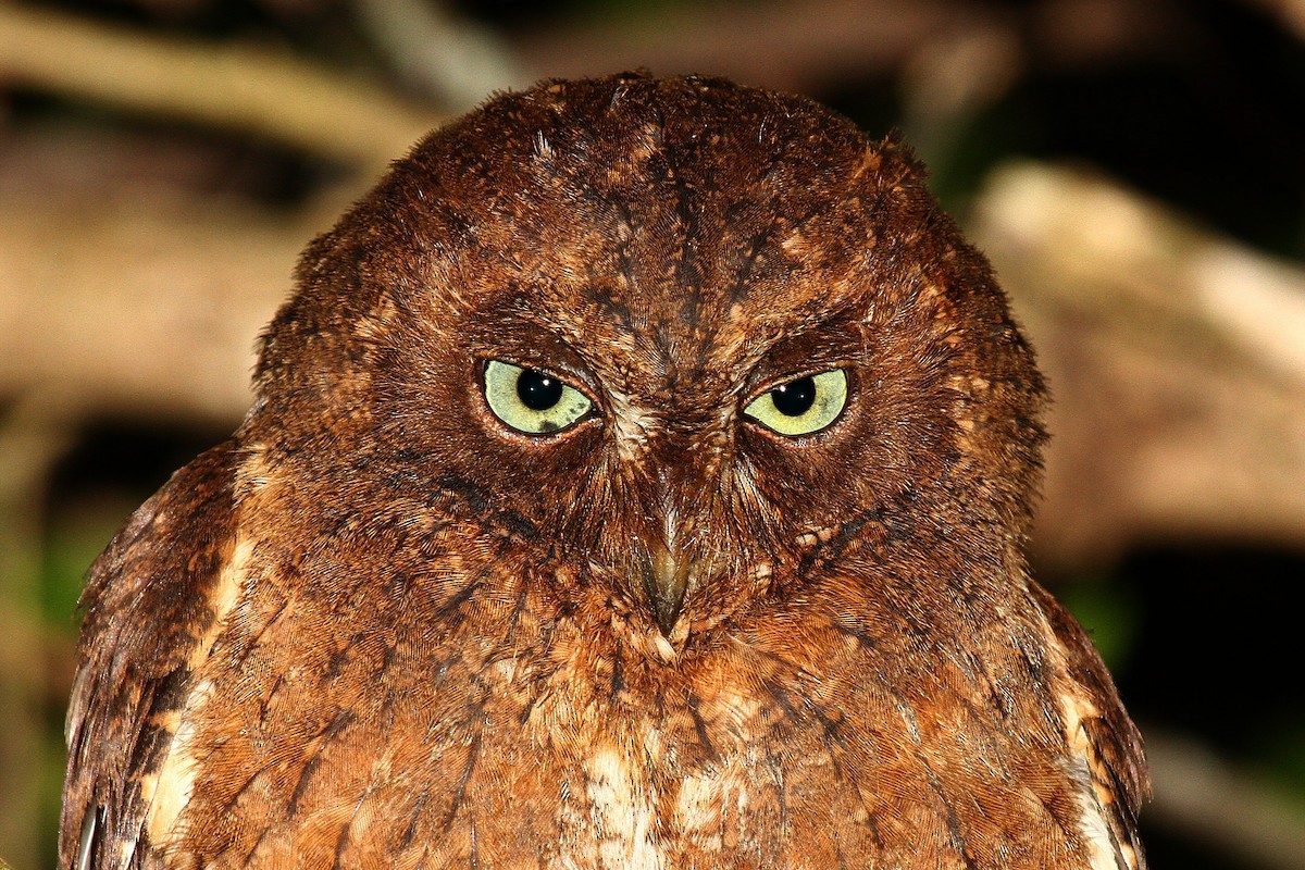 Mayotte Scops-Owl - ML622065484