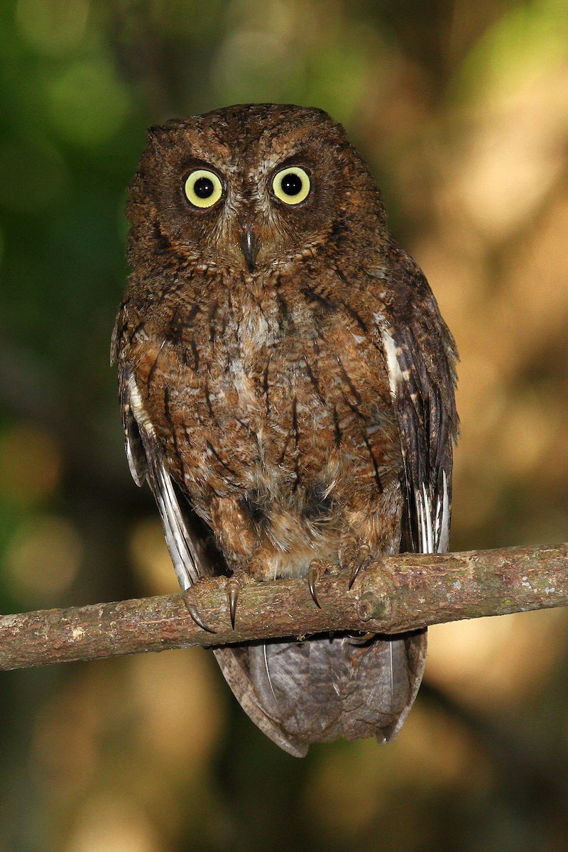 Mayotte Scops-Owl - ML622065485