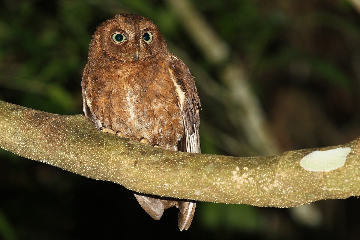 Mayotte Scops-Owl - Daniel Danckwerts (Rockjumper Birding Tours)