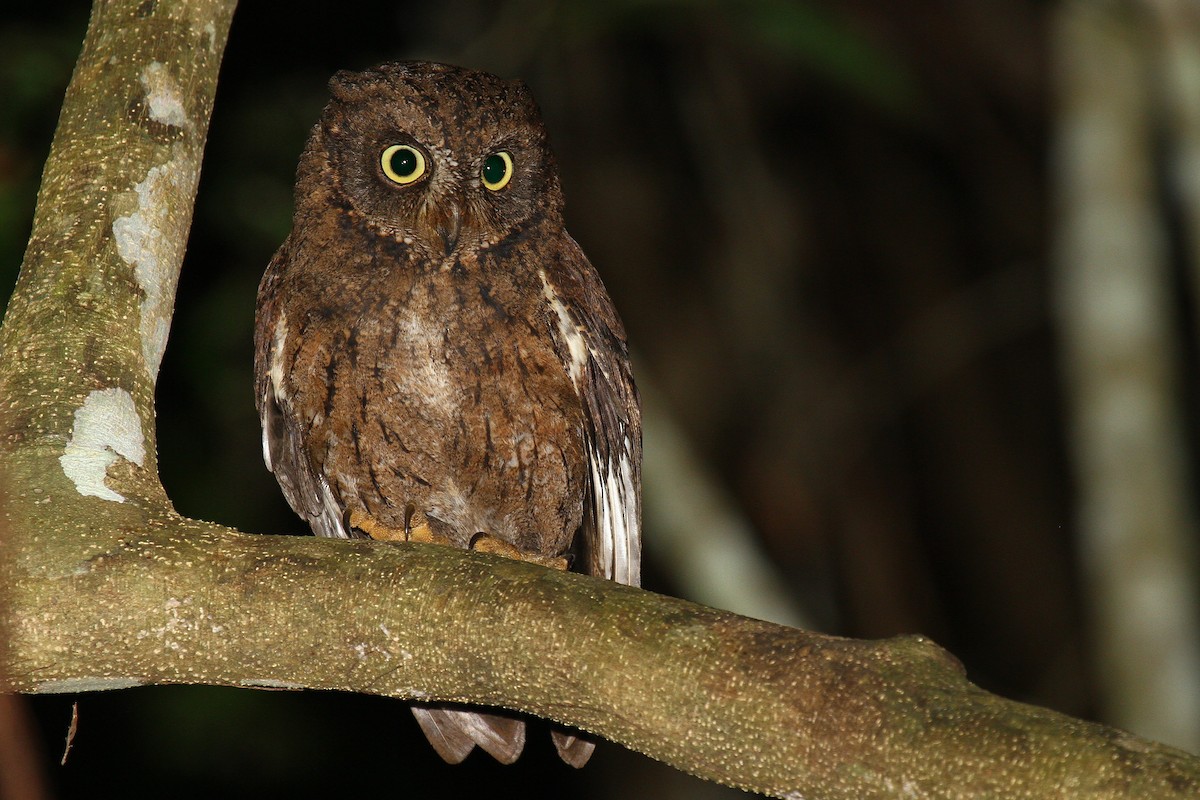 Mayotte Scops-Owl - ML622065487