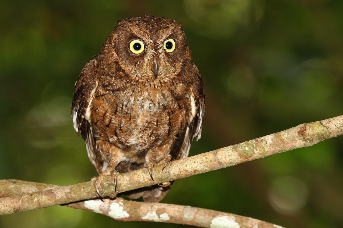 Mayotte Scops-Owl - ML622065488