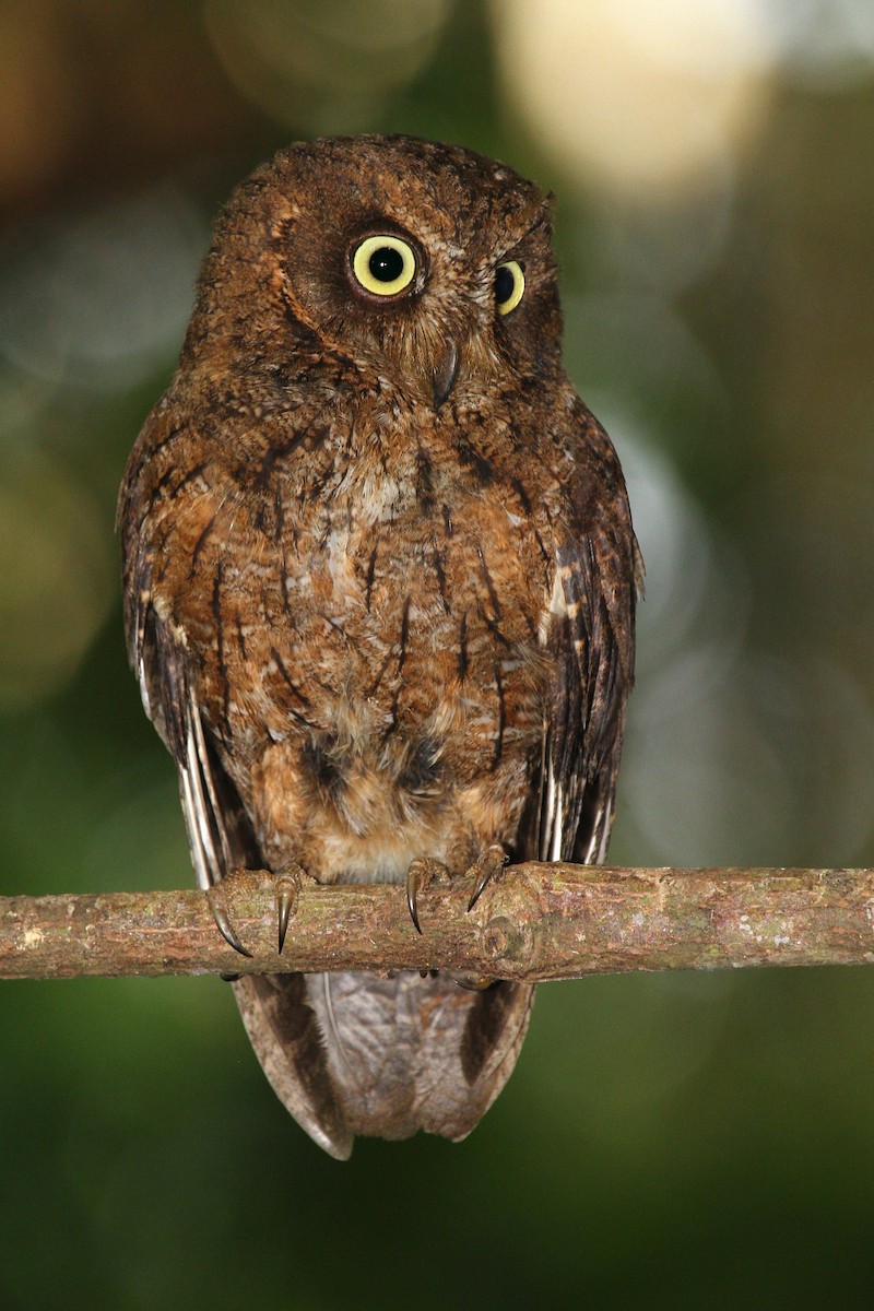 Mayotte Scops-Owl - ML622065489