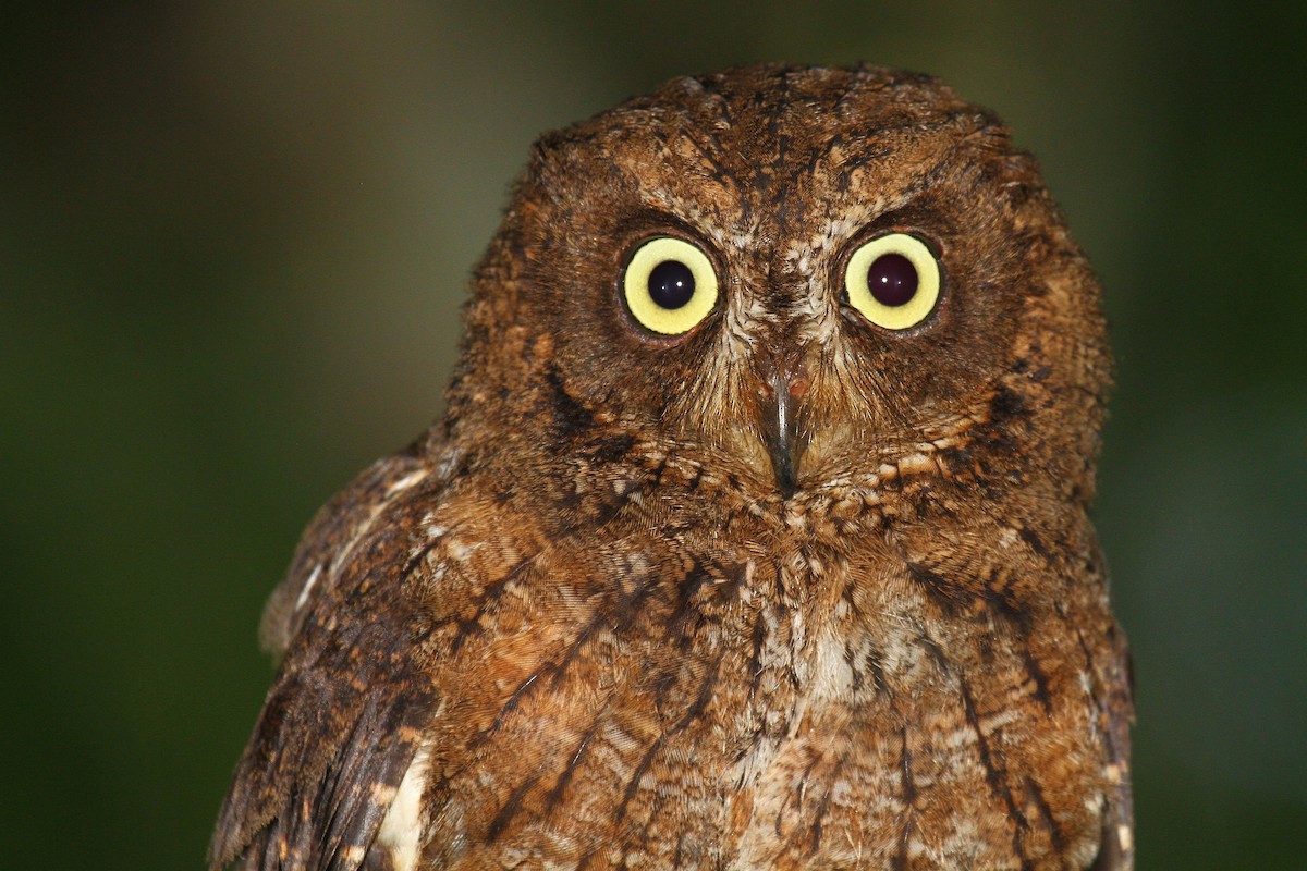 Mayotte Scops-Owl - ML622065490