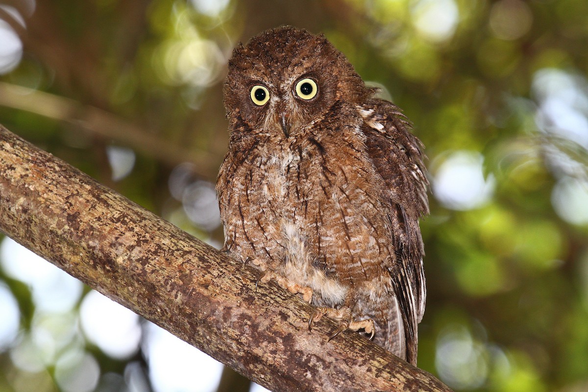 Mayotte Scops-Owl - ML622065491