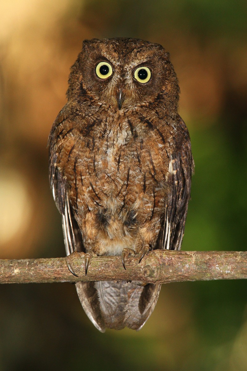 Mayotte Scops-Owl - ML622065492