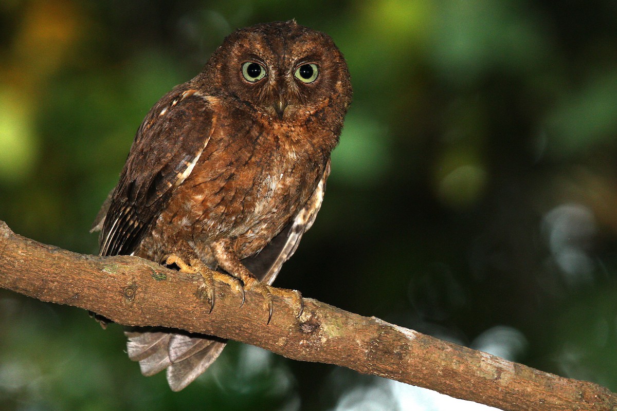 Mayotte Scops-Owl - Daniel Danckwerts (Rockjumper Birding Tours)