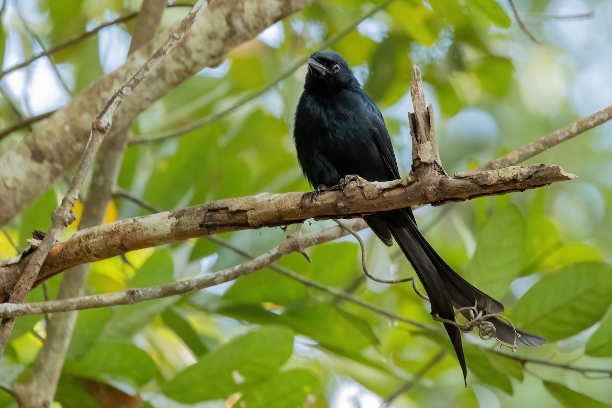 Mayotte Drongo - ML622065499
