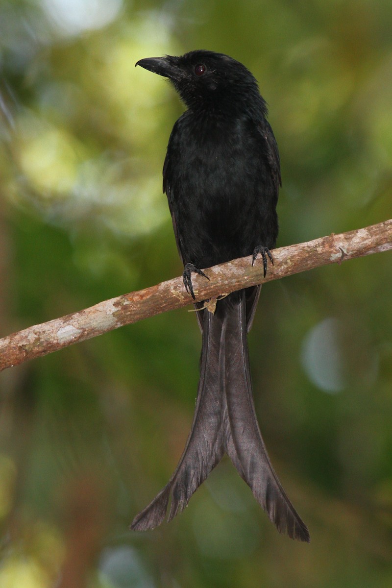 Mayotte Drongo - ML622065500