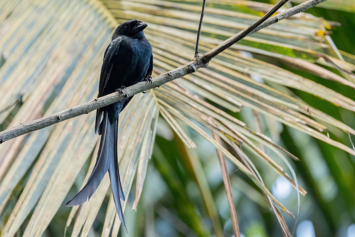 Mayotte Drongo - ML622065501