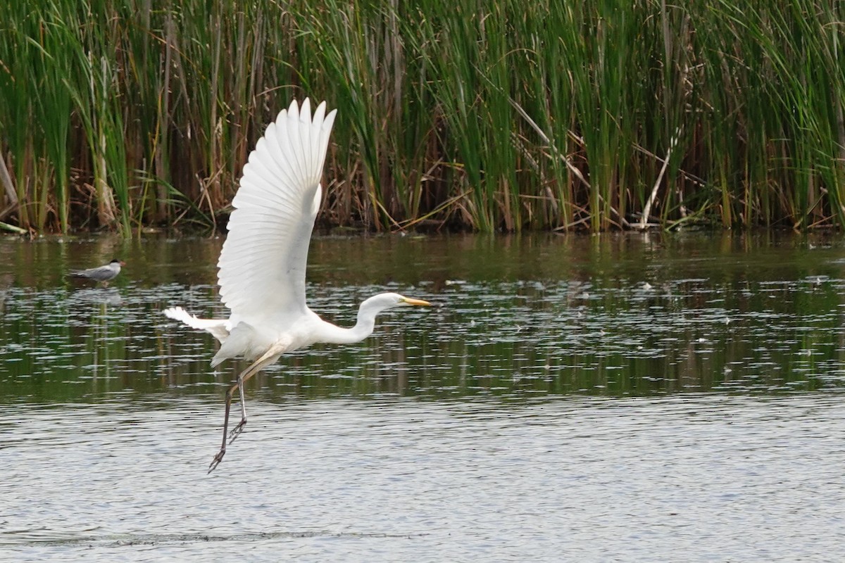 Great Egret - ML622065508