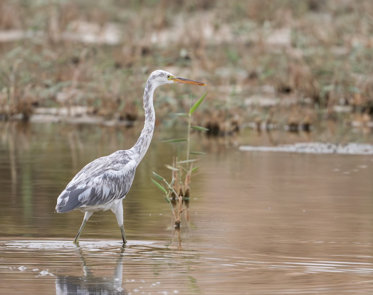 Western Reef-Heron - ML622065511