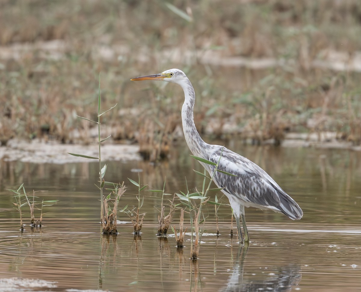 Western Reef-Heron - ML622065512