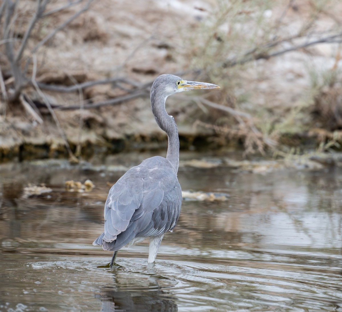 Western Reef-Heron - ML622065515