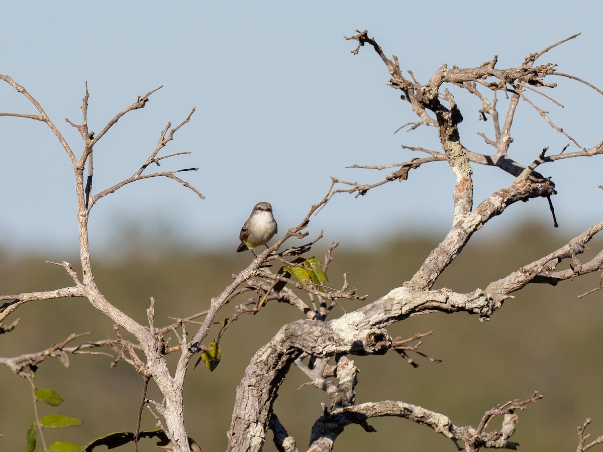 Chapada Flycatcher - ML622065516