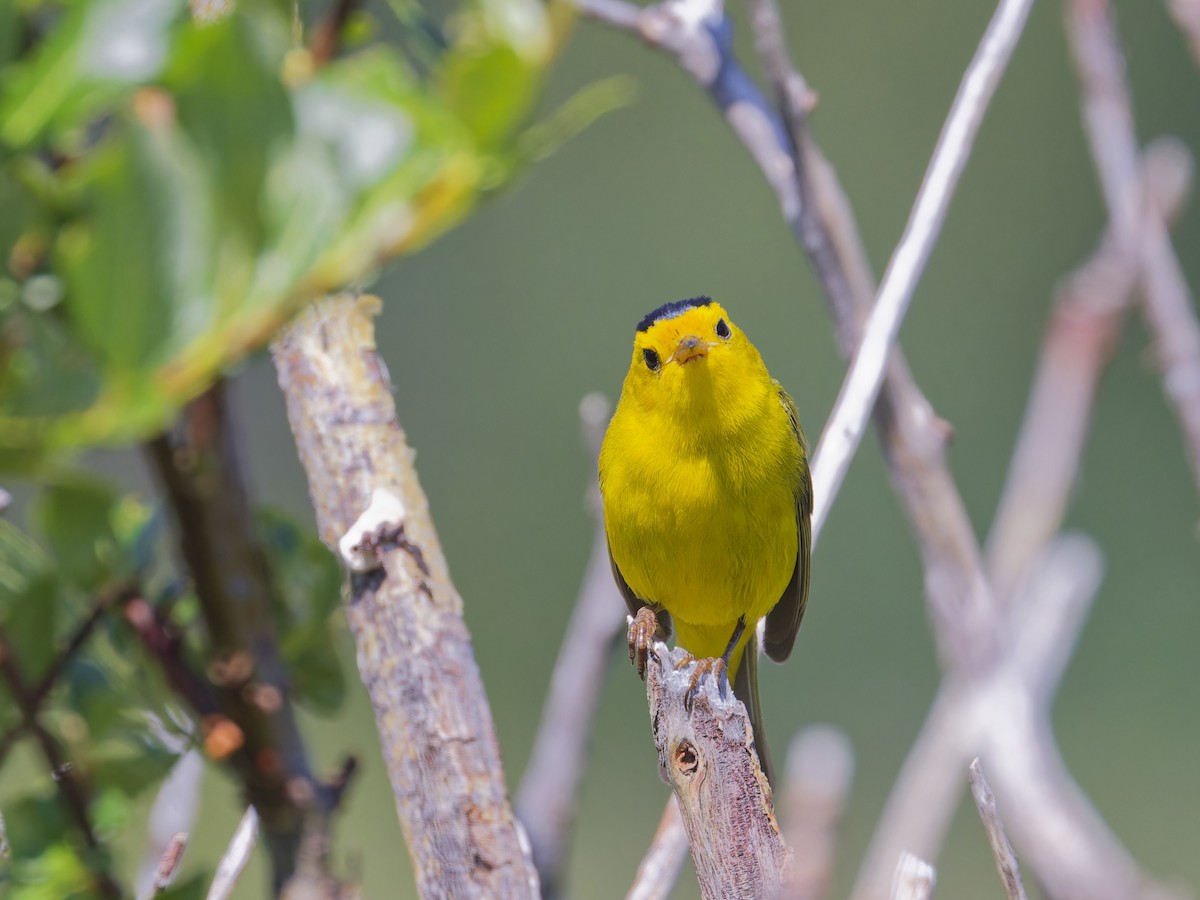 Wilson's Warbler - Angus Wilson