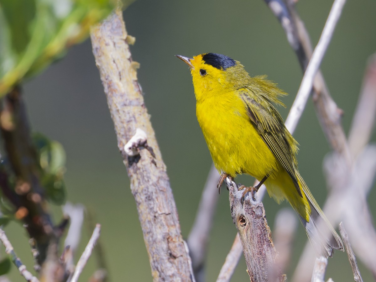 Wilson's Warbler - ML622065518