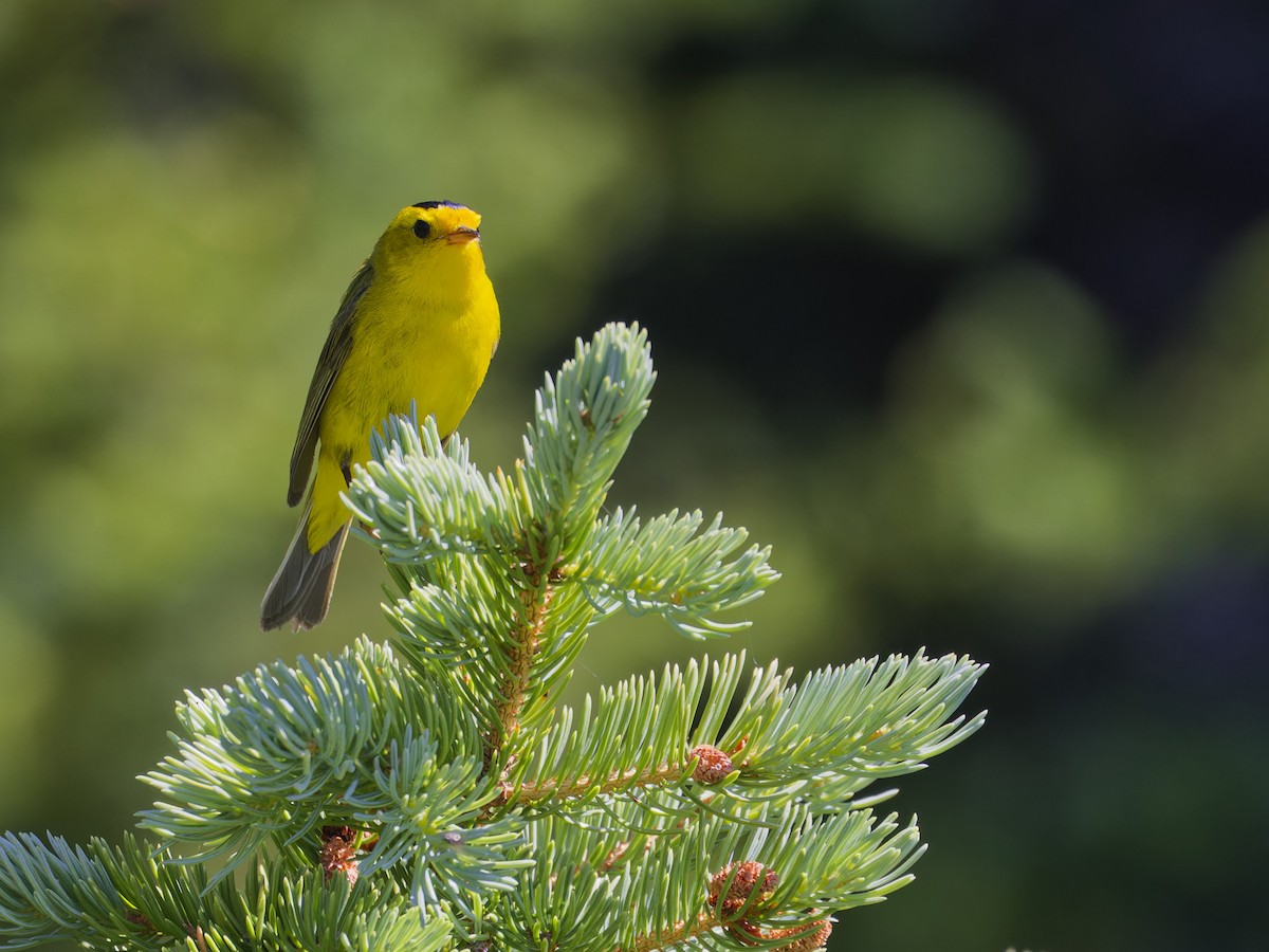 Wilson's Warbler - ML622065519