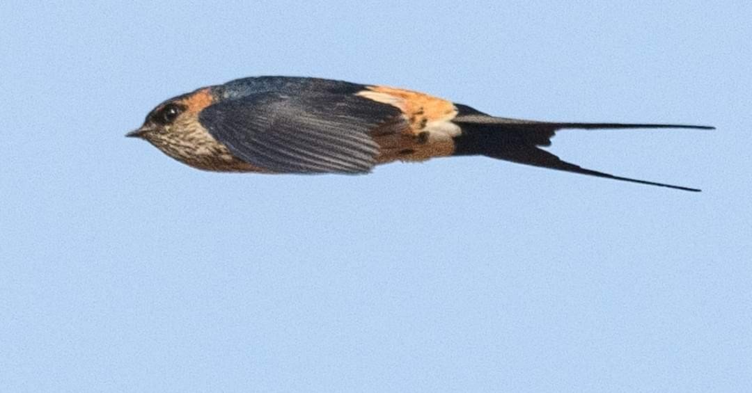Red-rumped Swallow - ML622065521