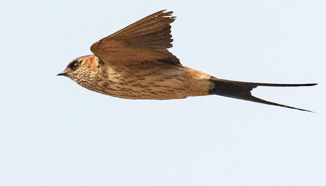 Red-rumped Swallow - ML622065522