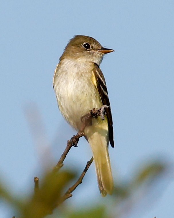 Alder Flycatcher - ML622065523