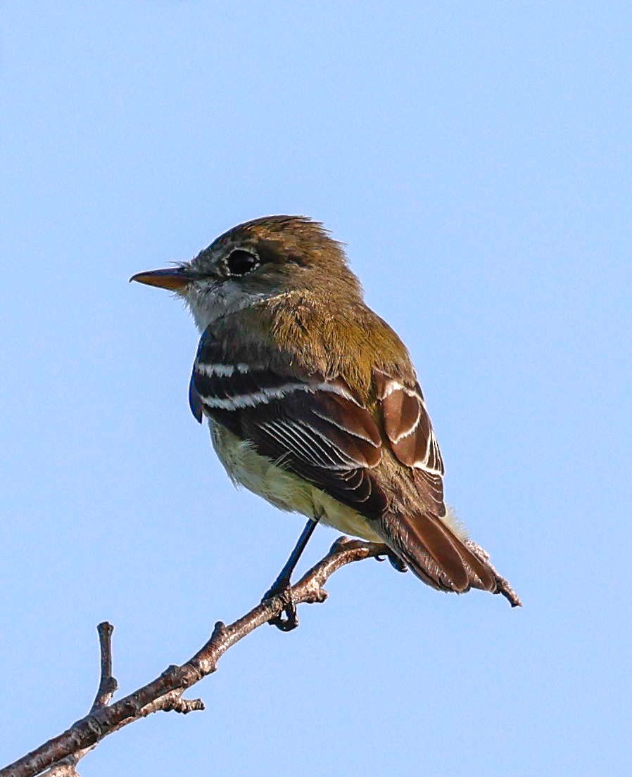 Alder Flycatcher - ML622065524