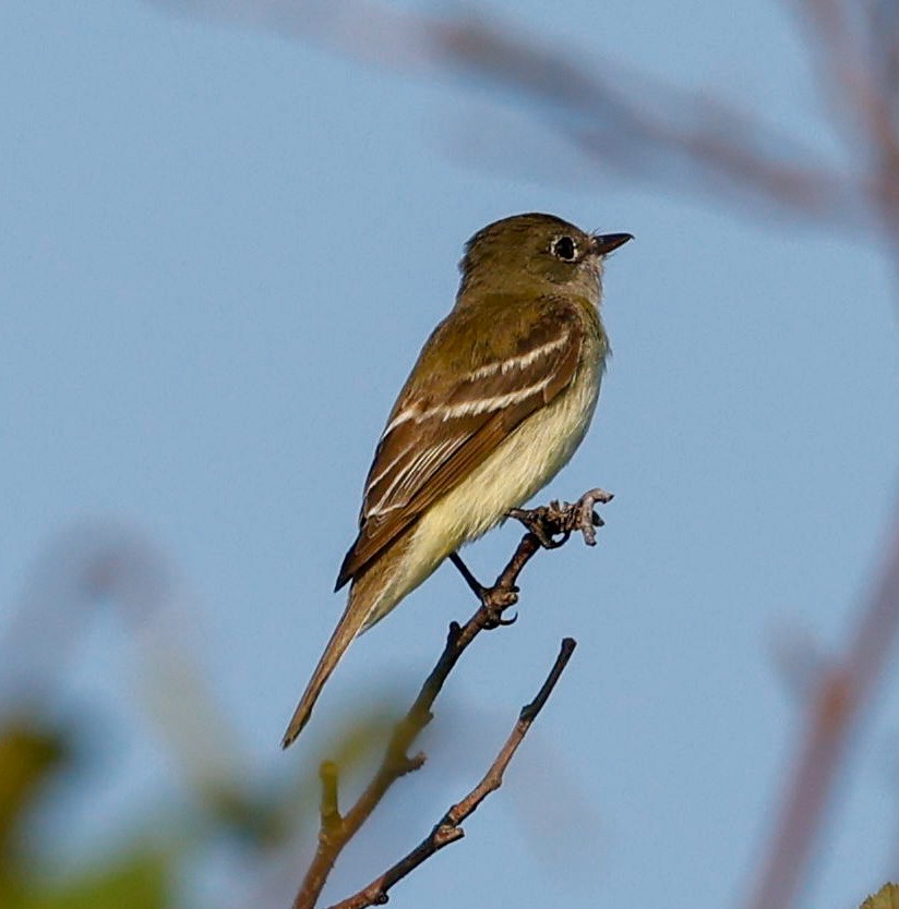 Alder Flycatcher - Margaret Kenny