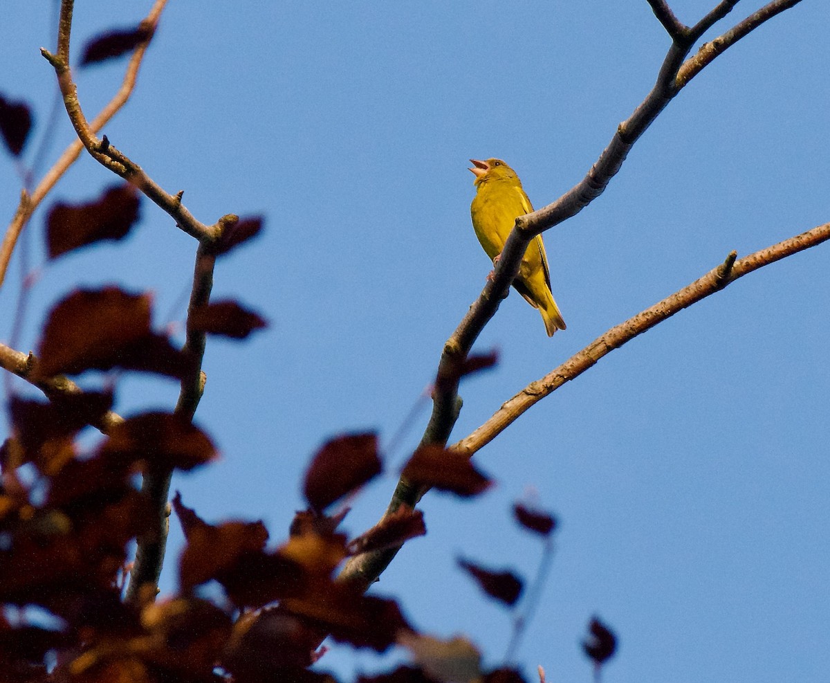 European Greenfinch - ML622065526