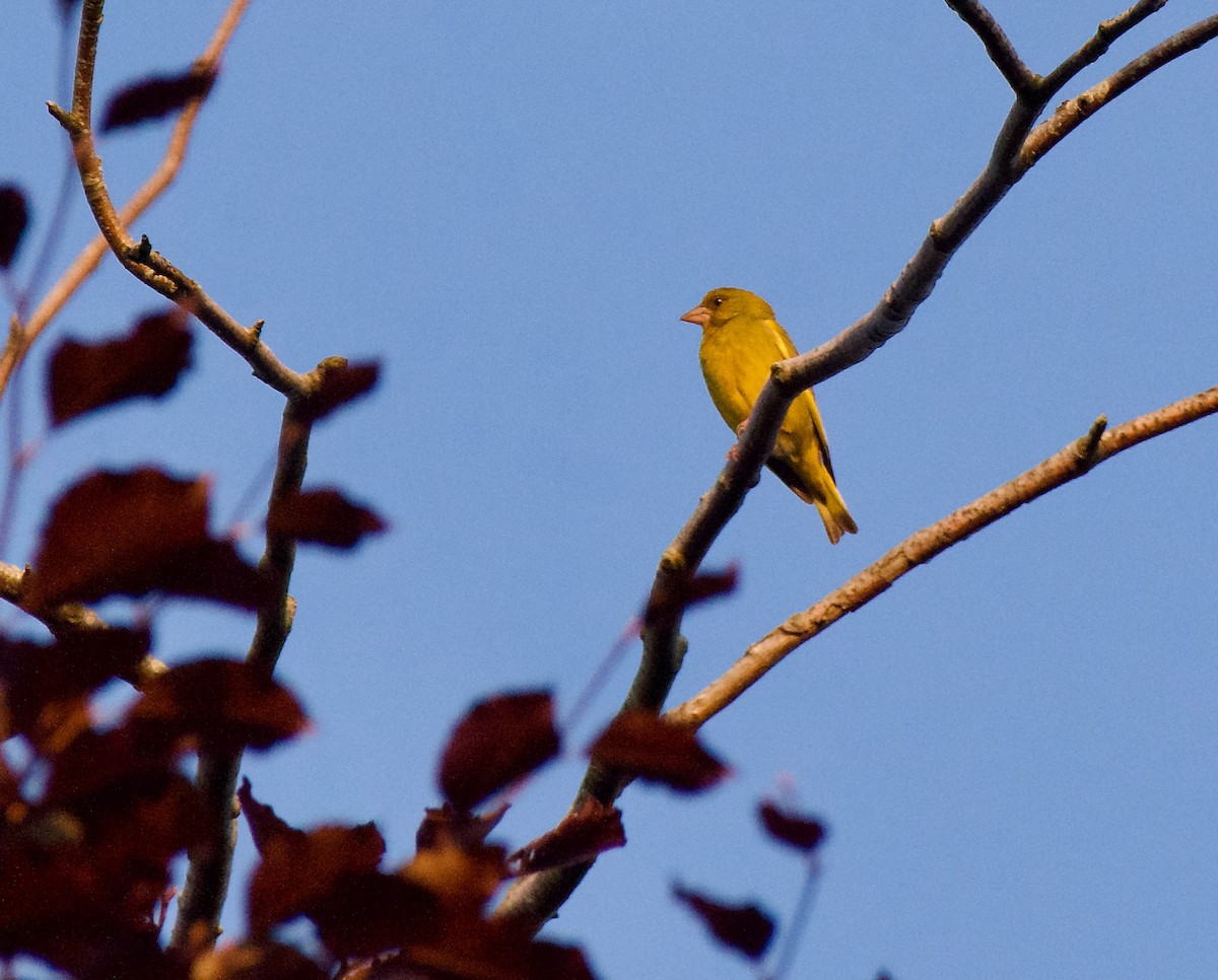 European Greenfinch - ML622065527