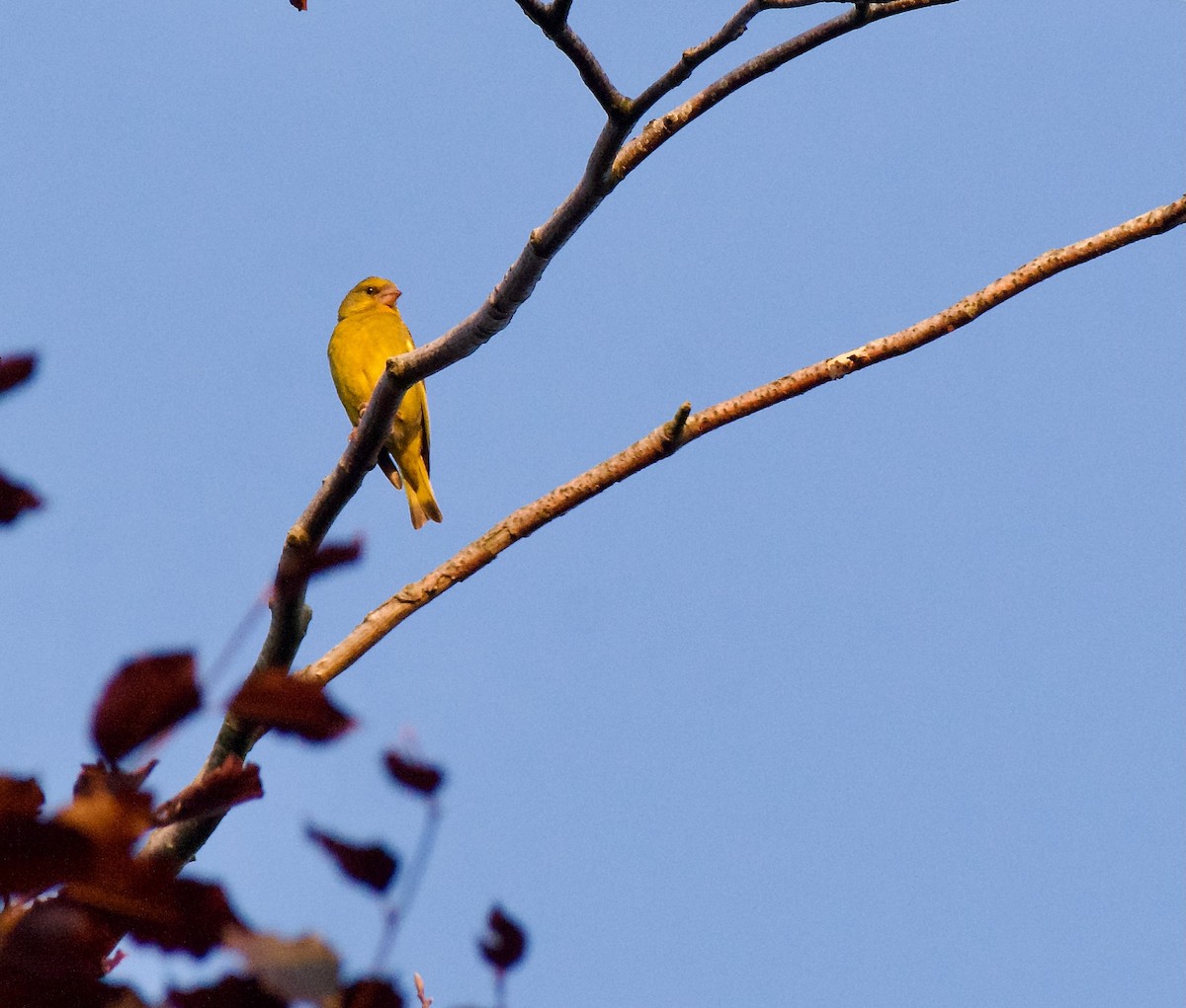 European Greenfinch - Trey Rogers