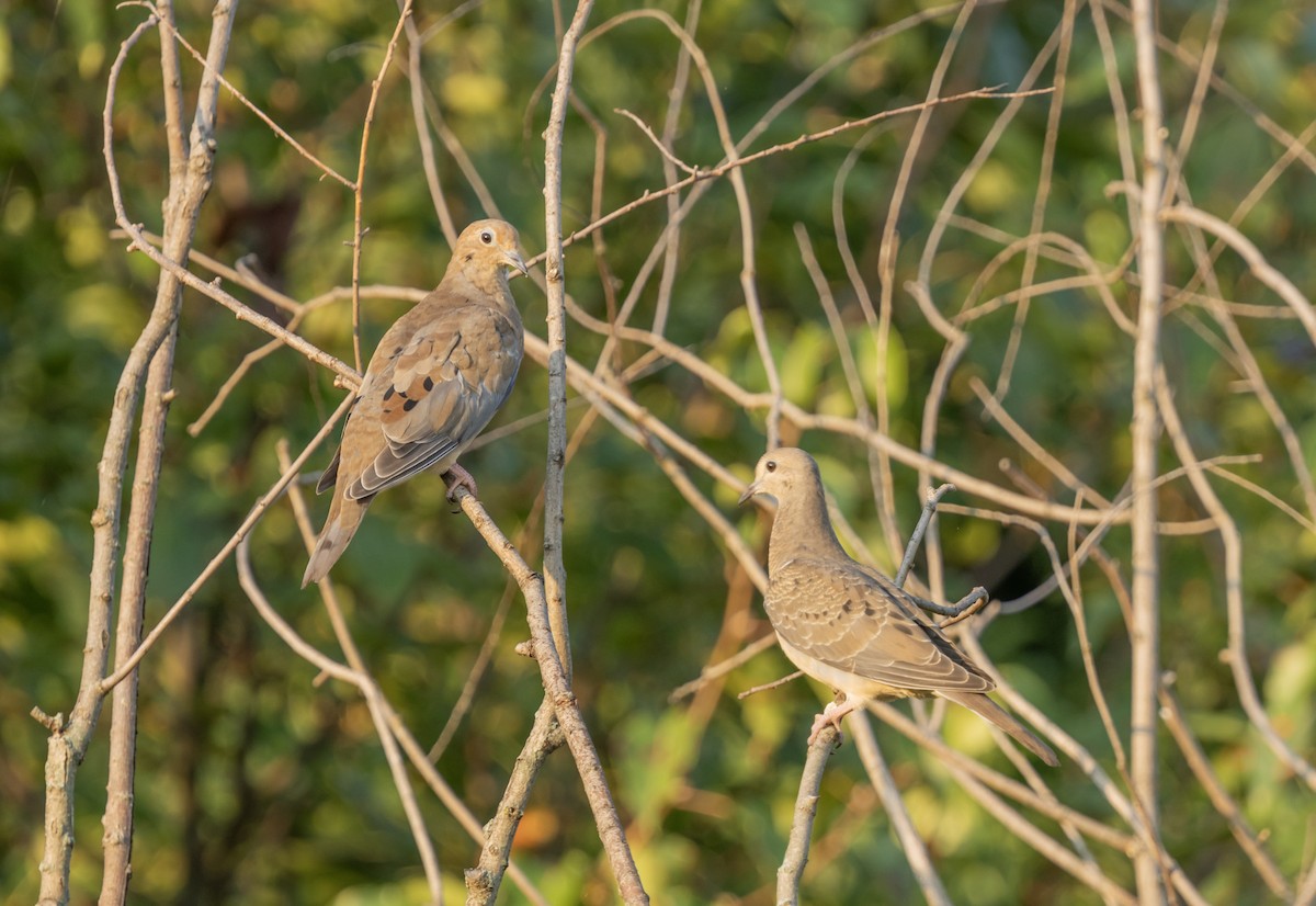 Mourning Dove - ML622065529