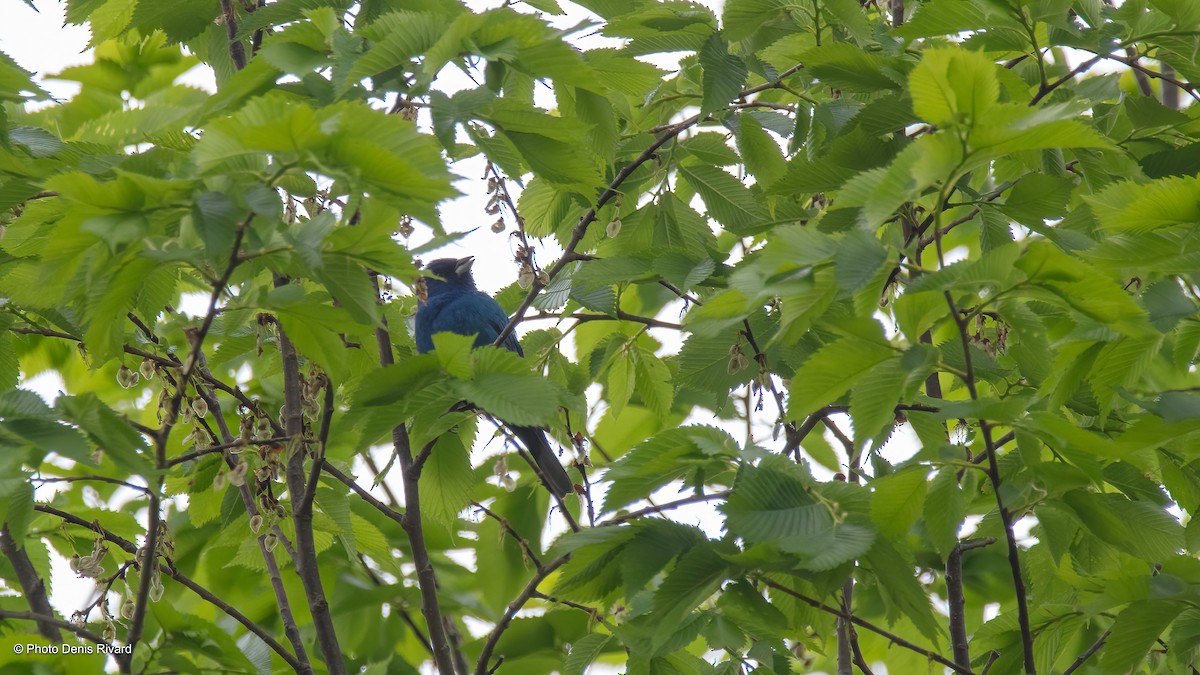 Indigo Bunting - ML622065531