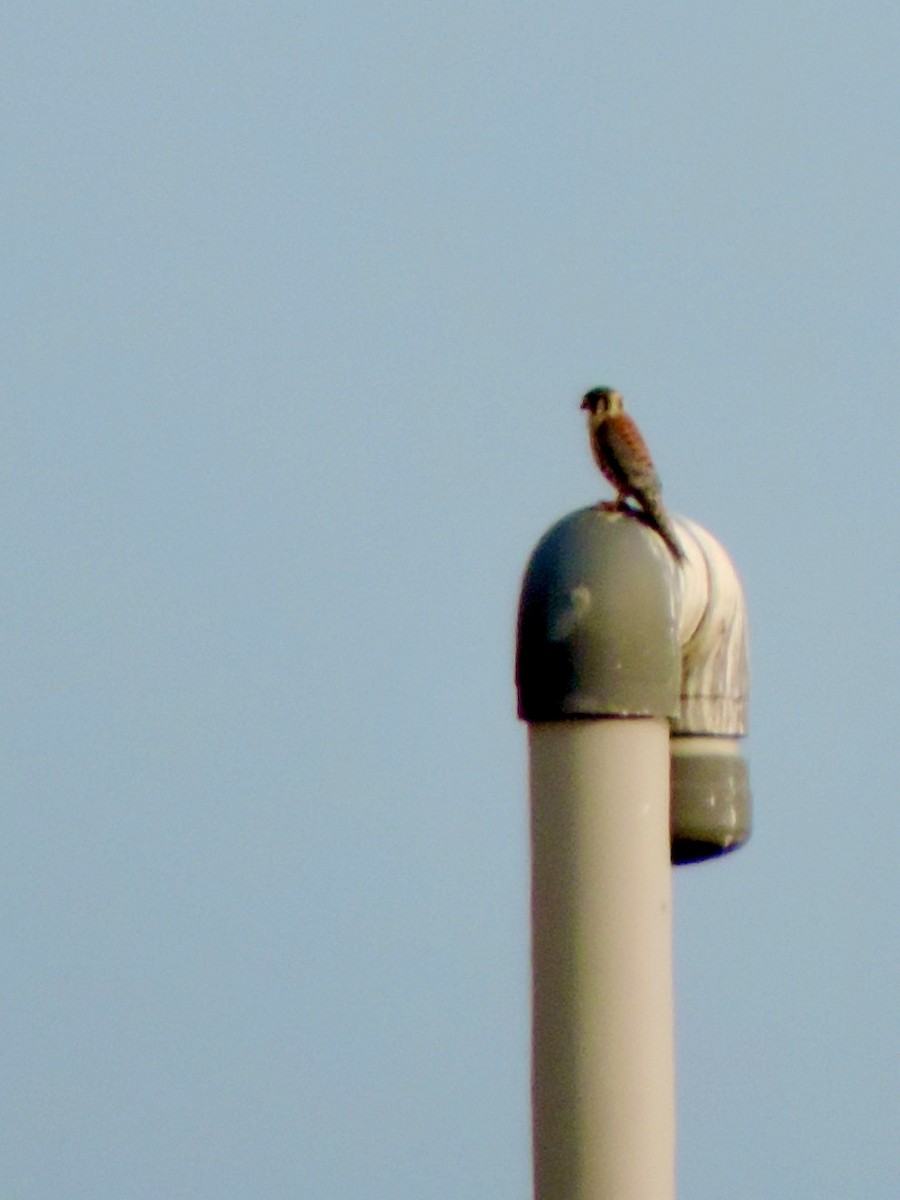 American Kestrel - ML622065532