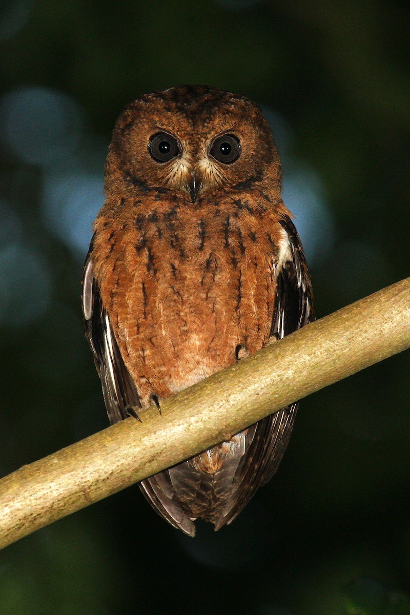 Moheli Scops-Owl - ML622065533