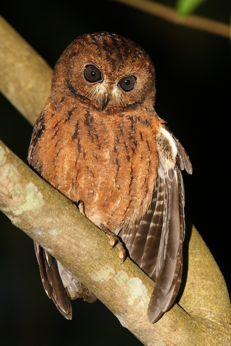 Moheli Scops-Owl - ML622065535